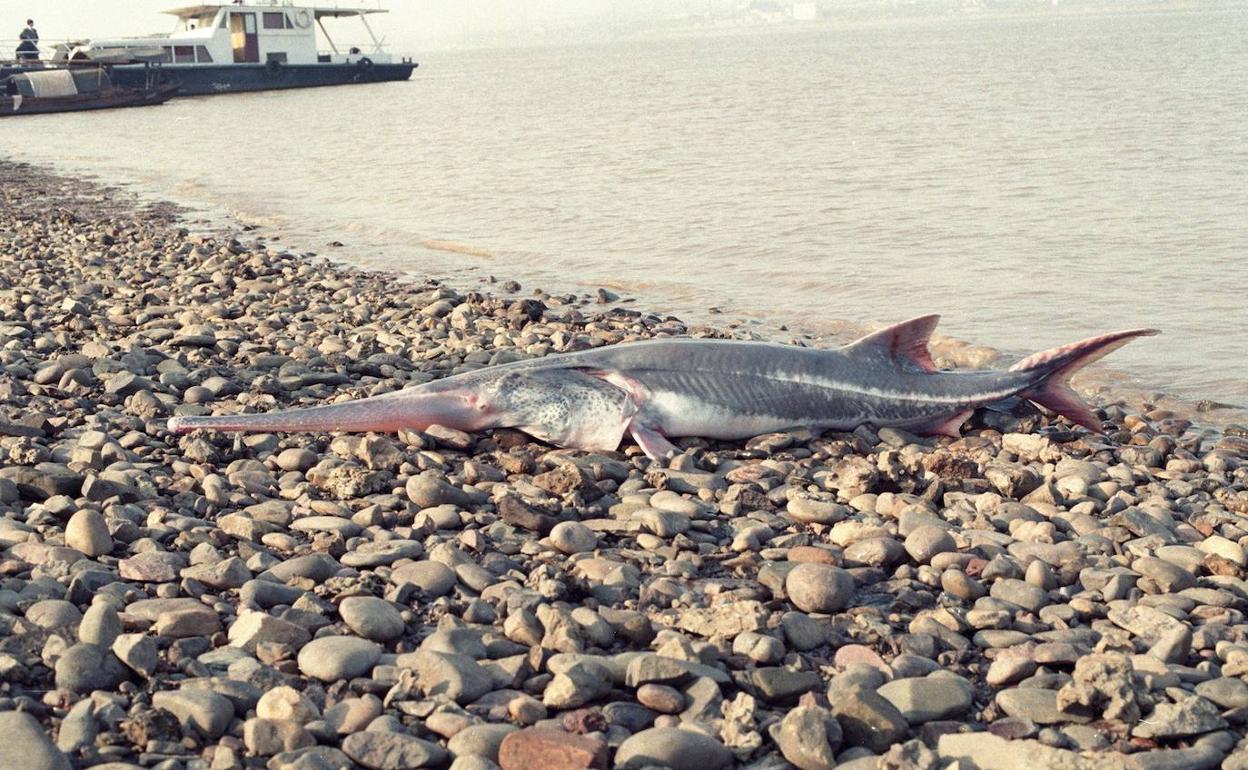 El pez remo medía hasta siete metros de longitud y podía llegar a pesar 500 kilos. 
