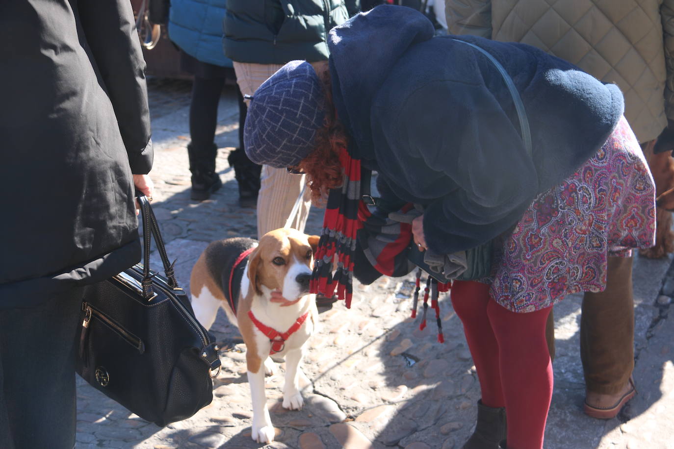 Fotos: Las mascotas toman su bendición