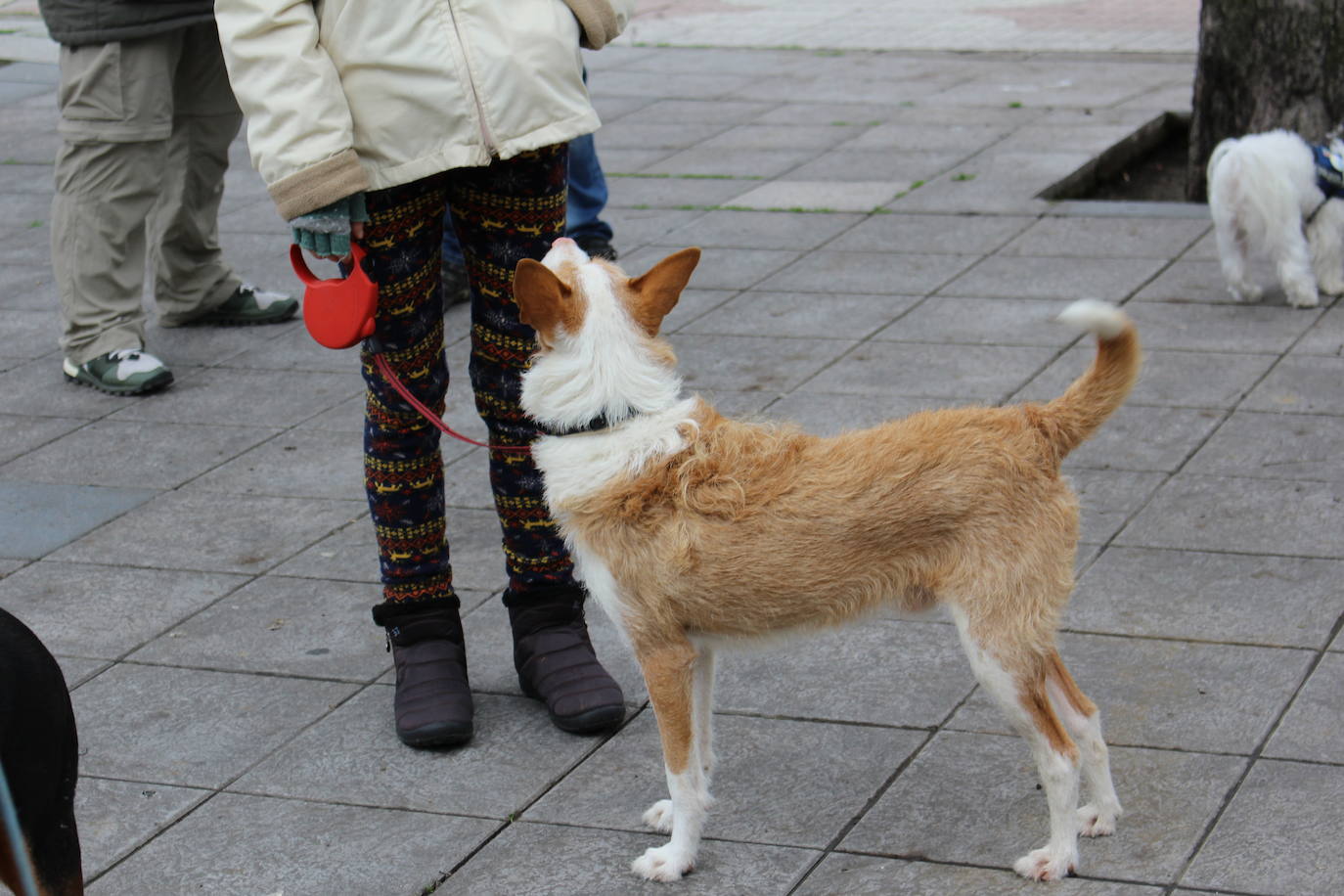 Fotos: Manifestación en contra de la caza con galgos en León