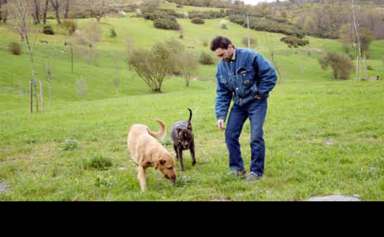 Dos perros pasean con su dueño en el campo