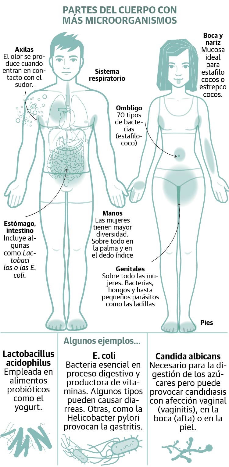 La microbiota