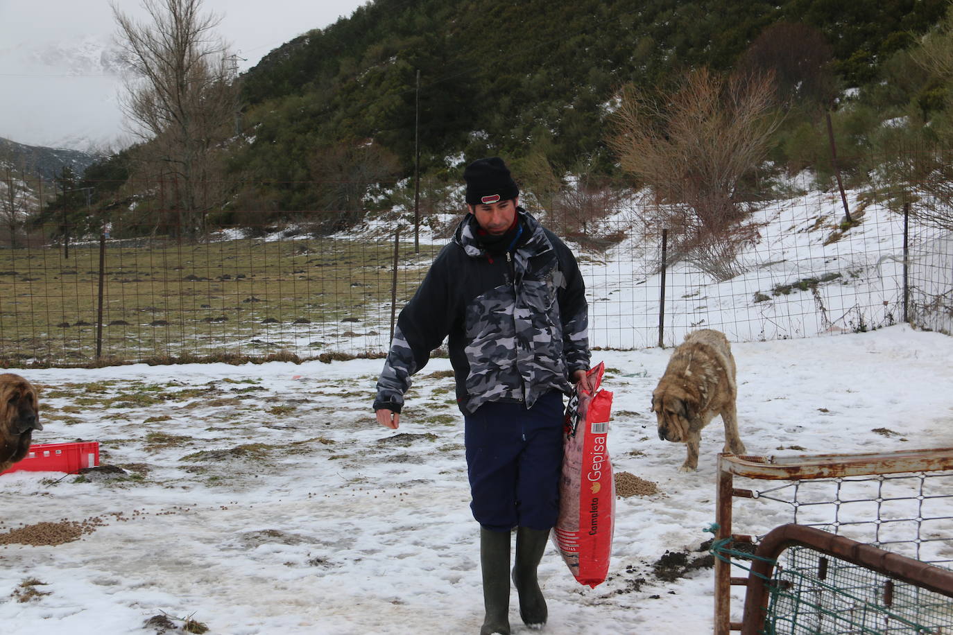 El mastín leonés, el guardián de las zonas rurales 