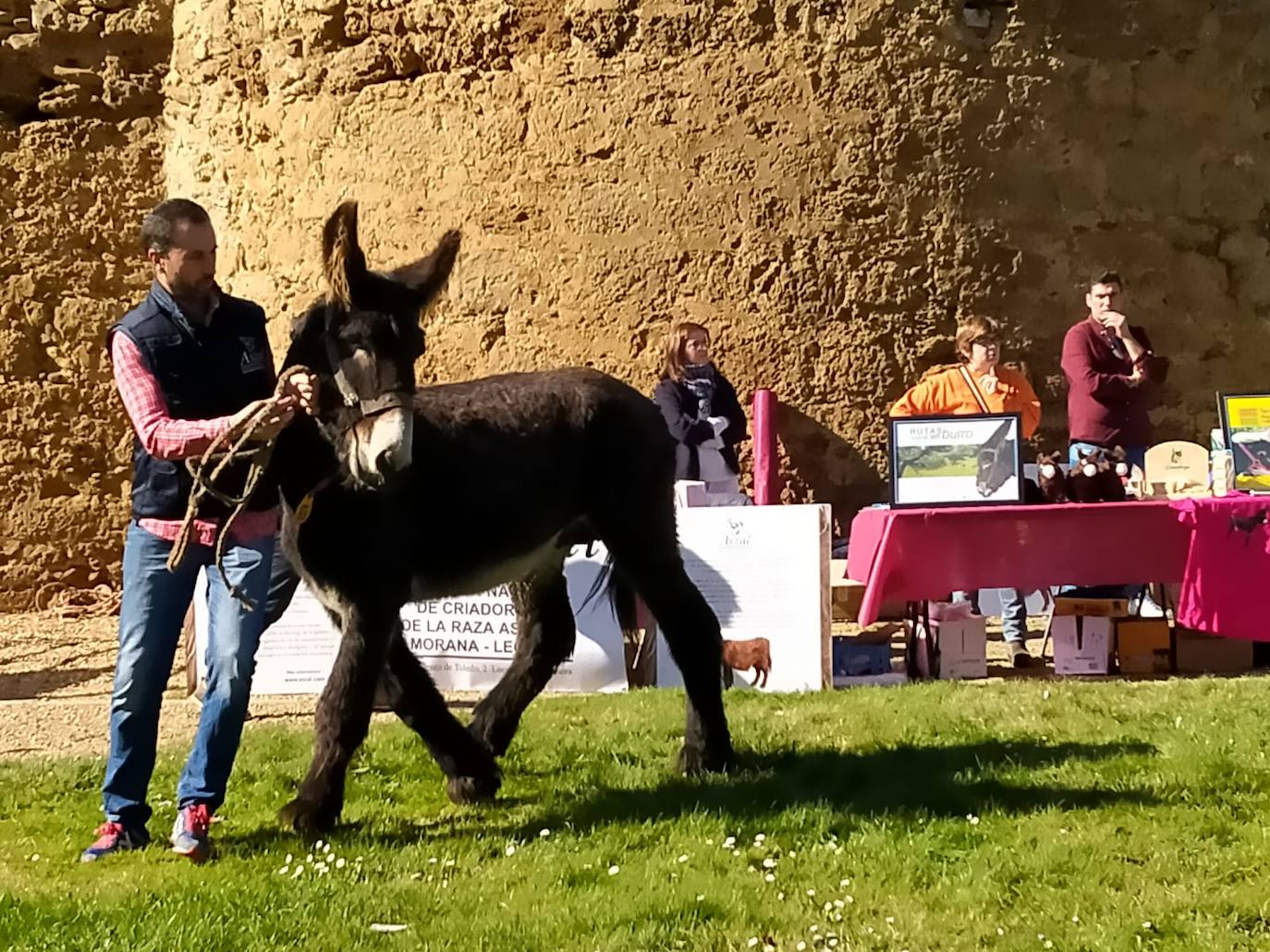 Fotos: El auditorio del castillo se rinde ante la belleza de los burros