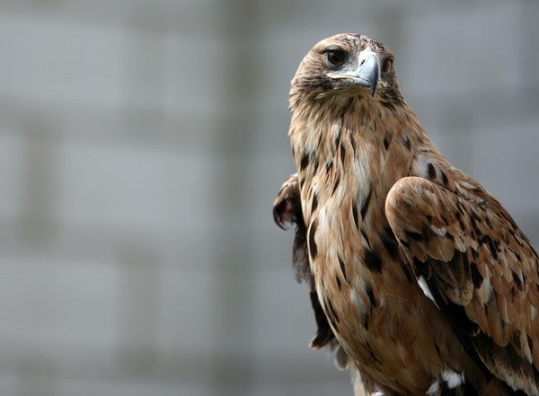 Ejemplar de águila imperial. 