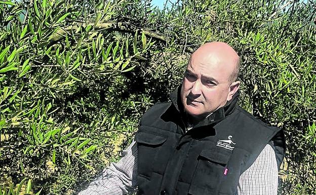 Miguel Girón comprueba el crecimiento los olivos de una finca de Andújar. 