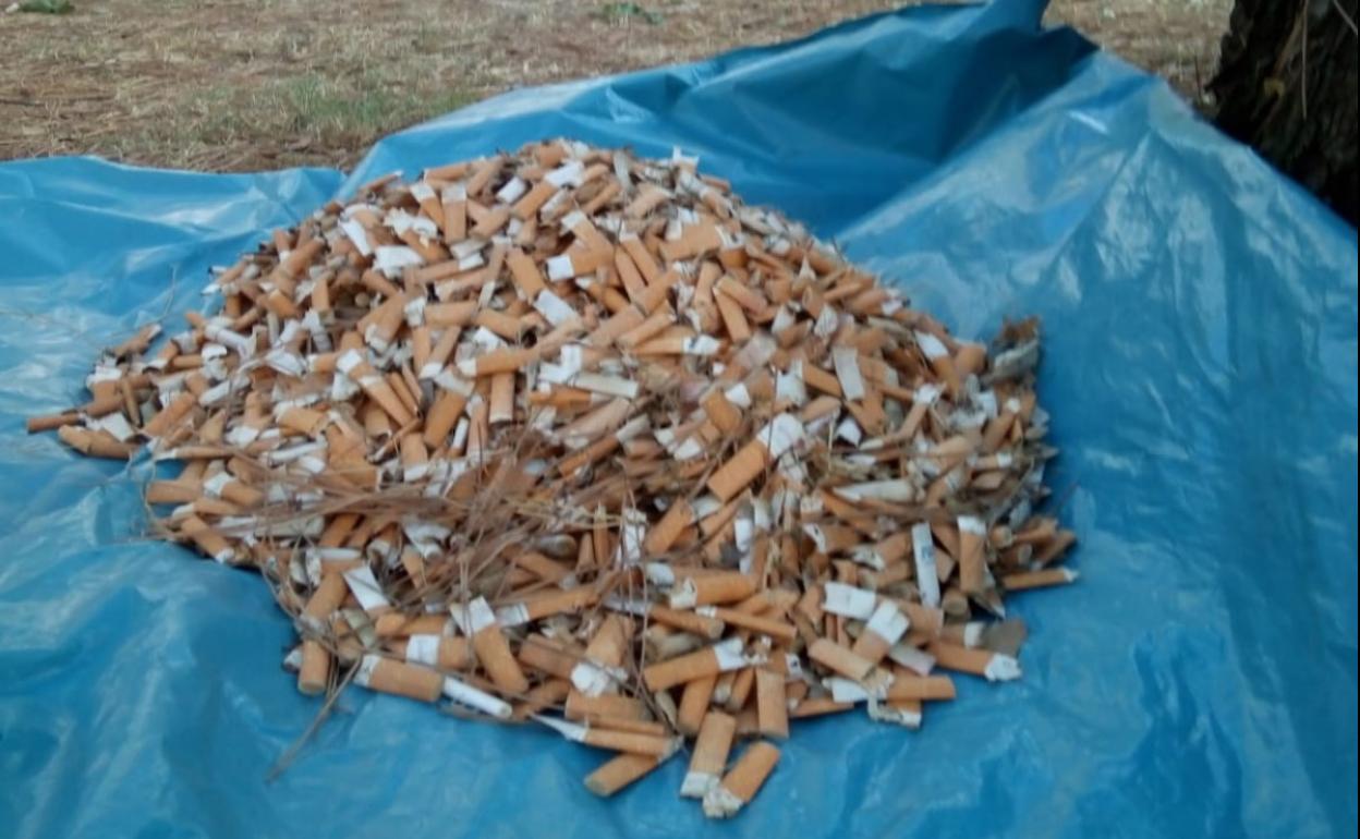 Colillas recogidas en uno de los parques de Ponferrada.