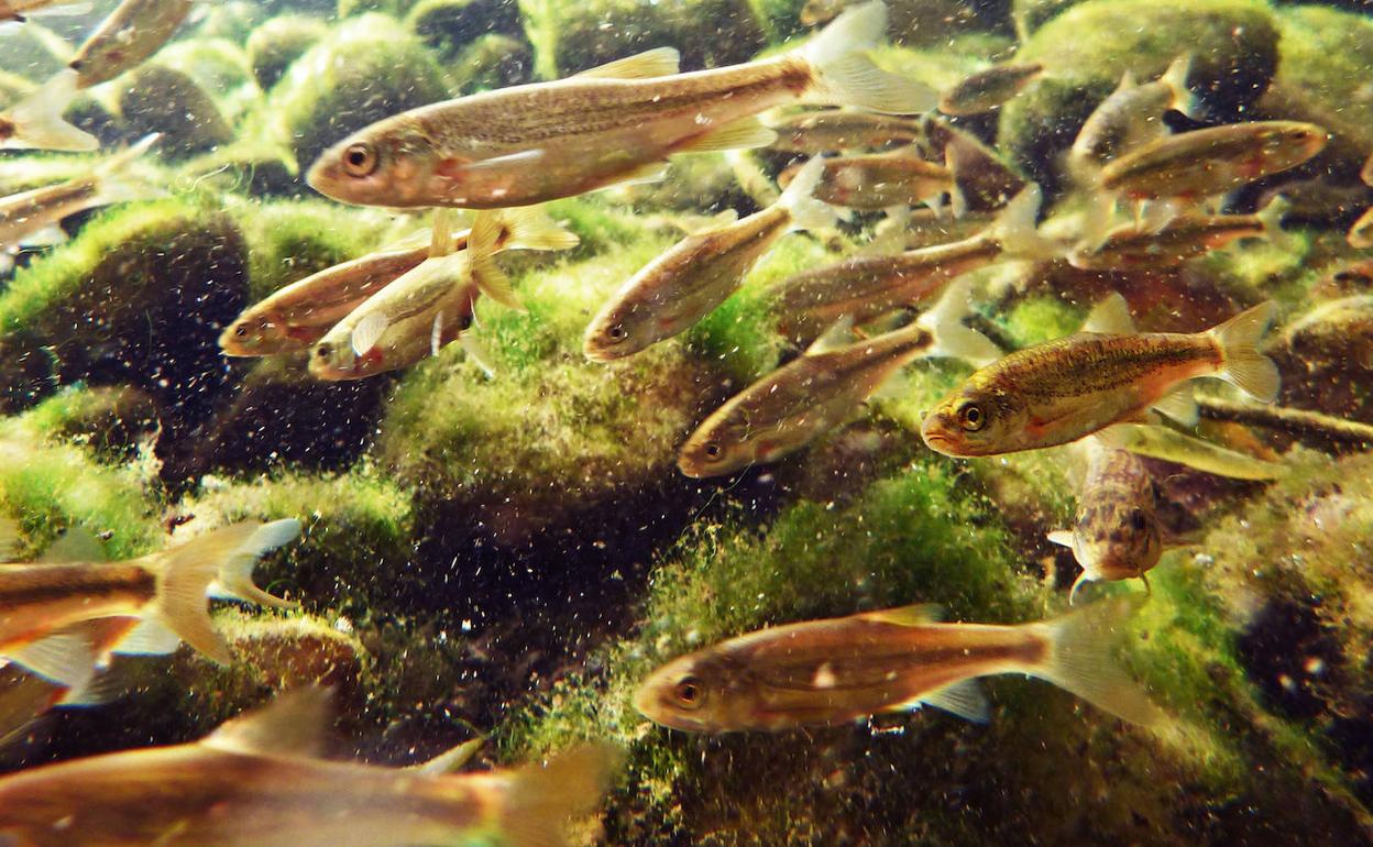 La CHD advierte de la posible desaparición de peces como la boga por el incremento de especies invasoras en la cuenca
