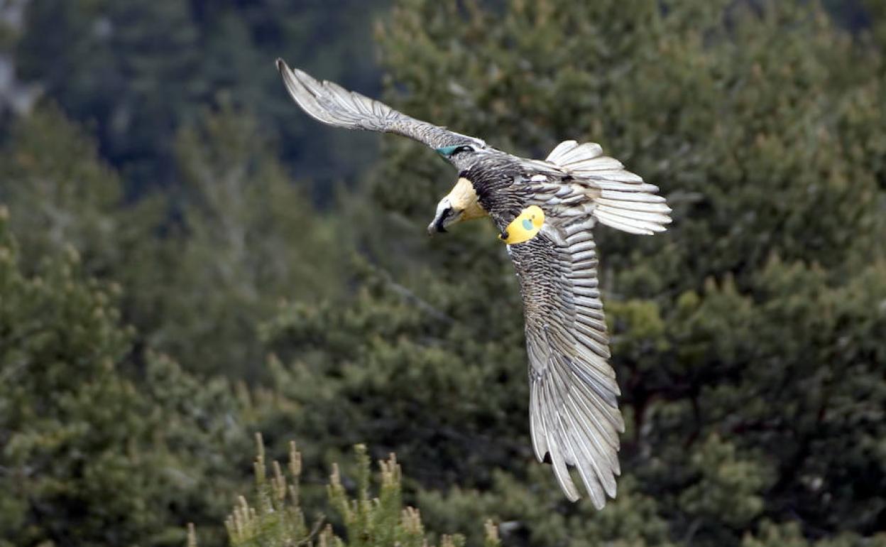 Ejemplar de quebrantahuesos en los Picos de Europa