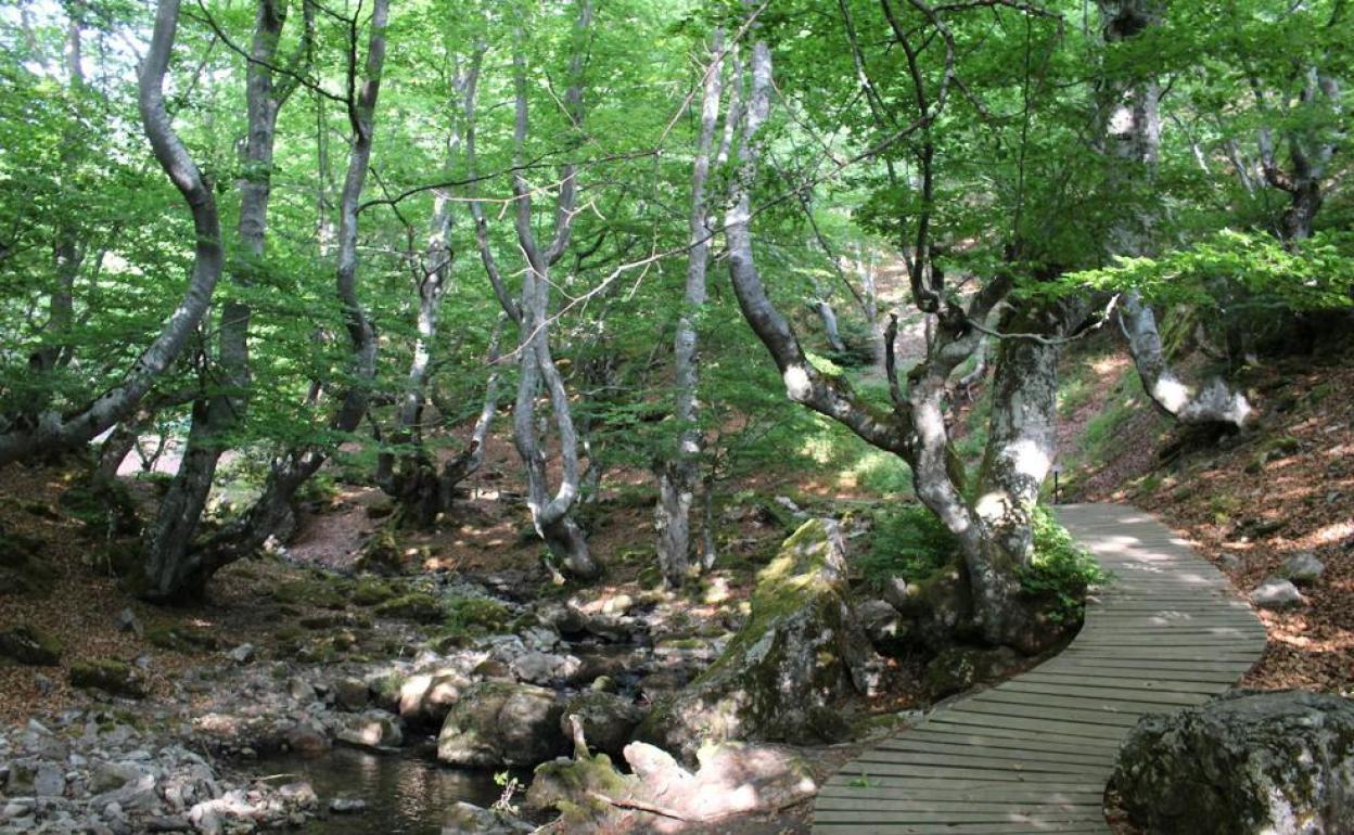 Bosque del Faedo, en Ciñera.