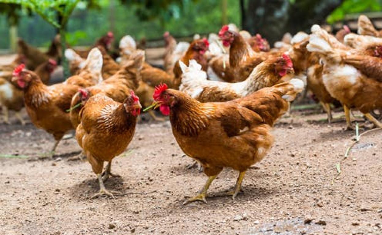 Lo que las gallinas nos enseñan sobre el coronavirus y su control