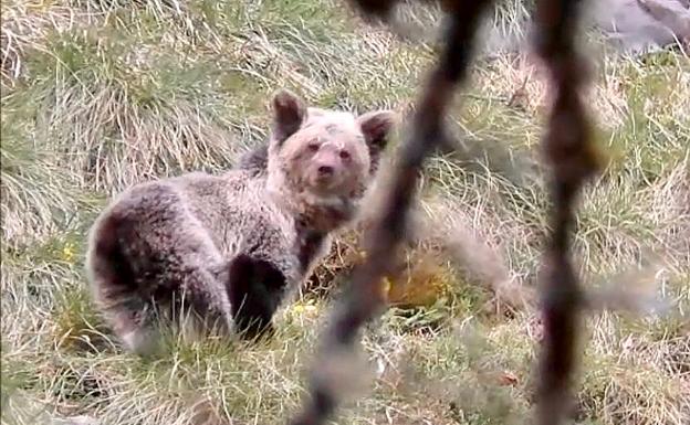 La osezna Saba, en su nuevo 'hogar' en Picos de Europa.