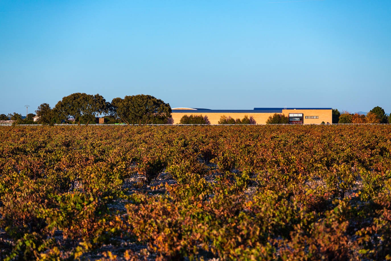 Fotos: Una bodega dorada al sol