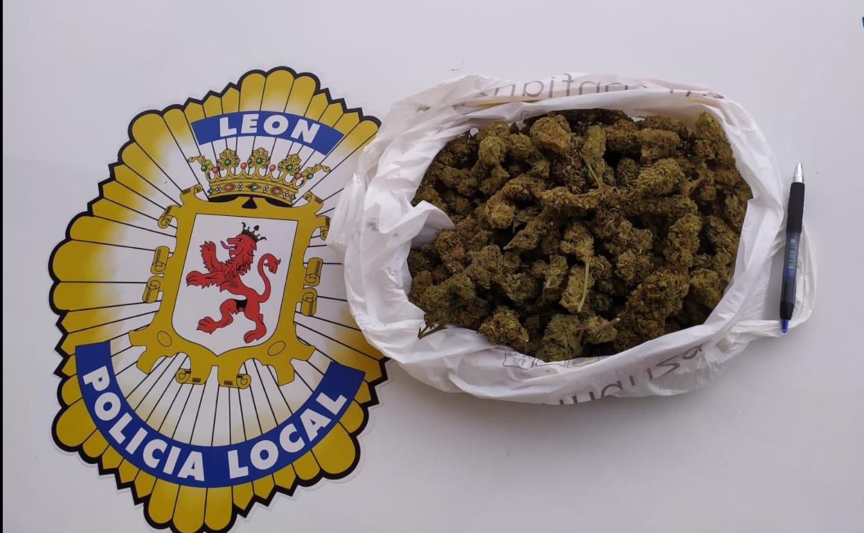 Marihuana decomisada por la Policía Local de León.