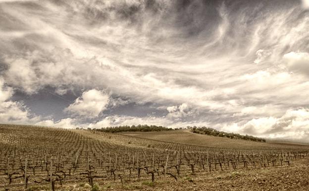 Pago Salgüero, que ha sido reconvertido como viñedo ecológico. 