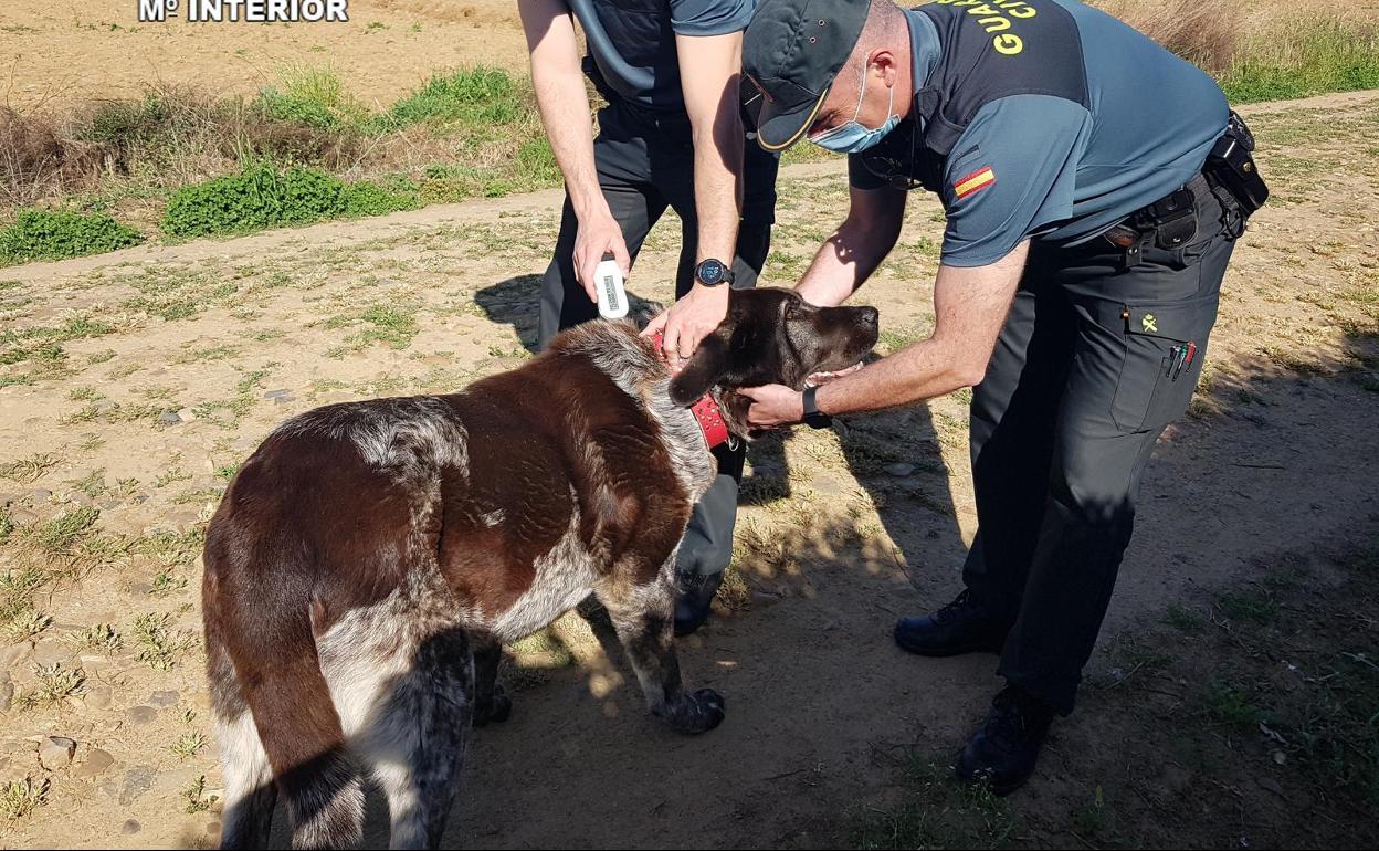 Dos agentes de la Guardia Civil identificando a un perro. 
