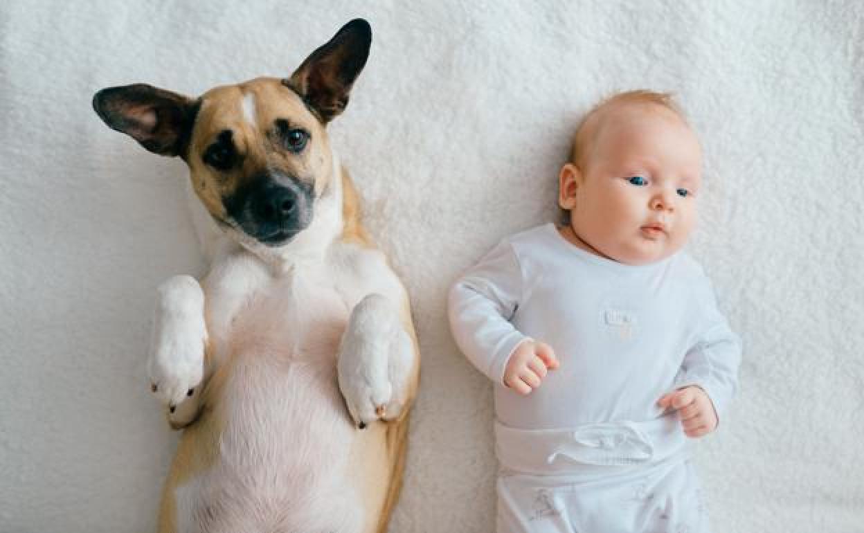 Cómo preparar a las mascotas para la llegada de un bebé