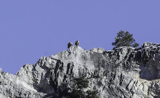 Dos buitres leonado contemplan el Cañón del Río Lobos. 