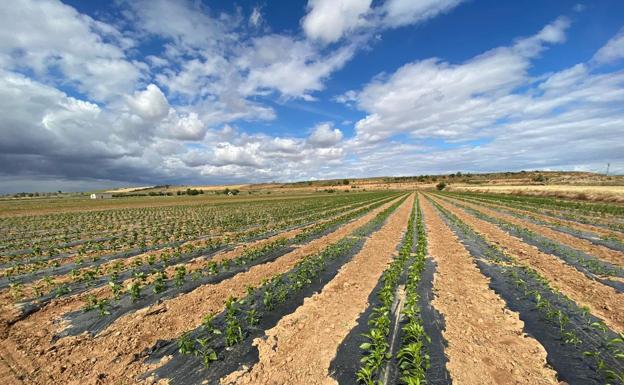 Fresno de la Vega es famoso por su tradicional Feria del Pimiento.