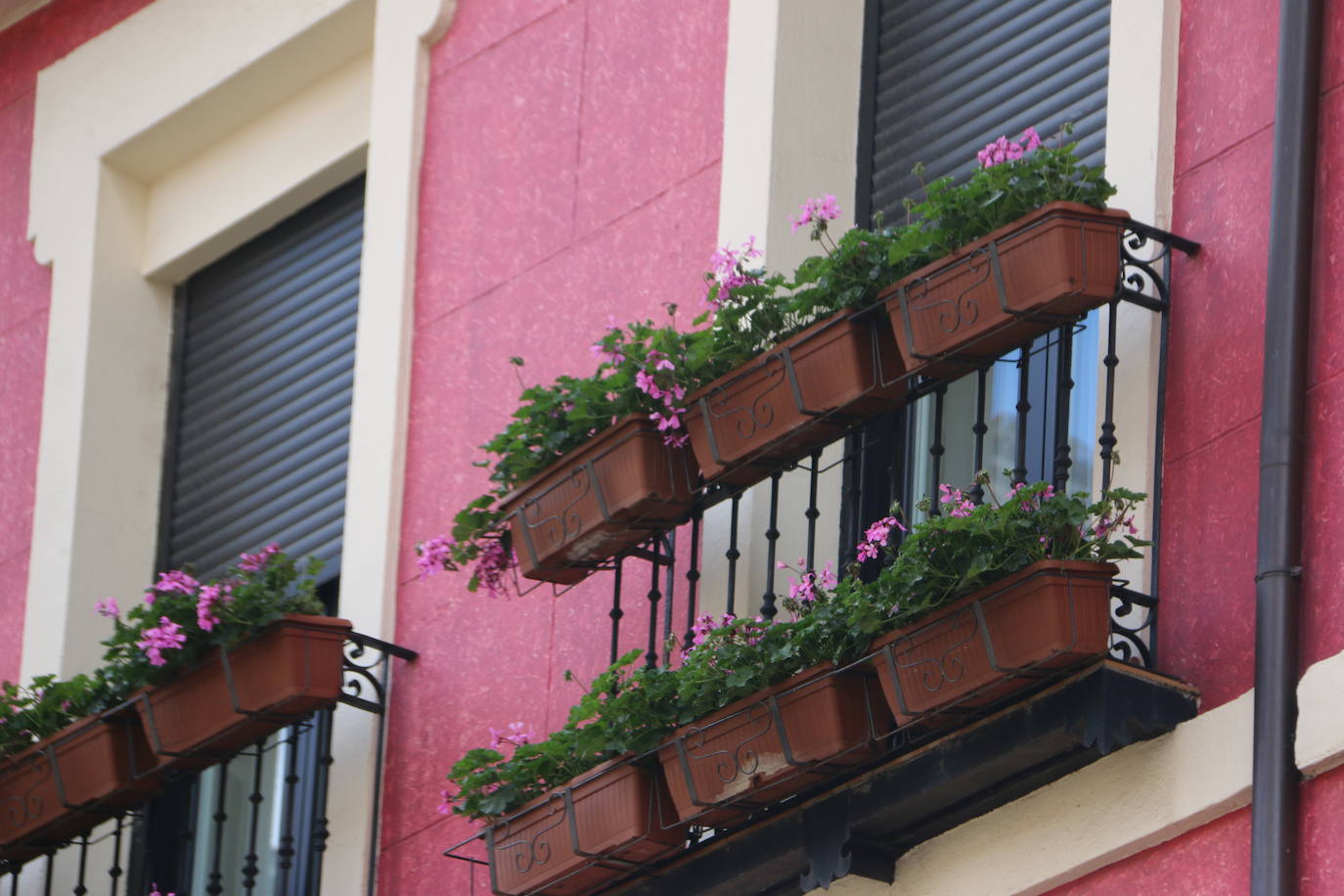 Fotos: De flor en flor en la calle Ancha