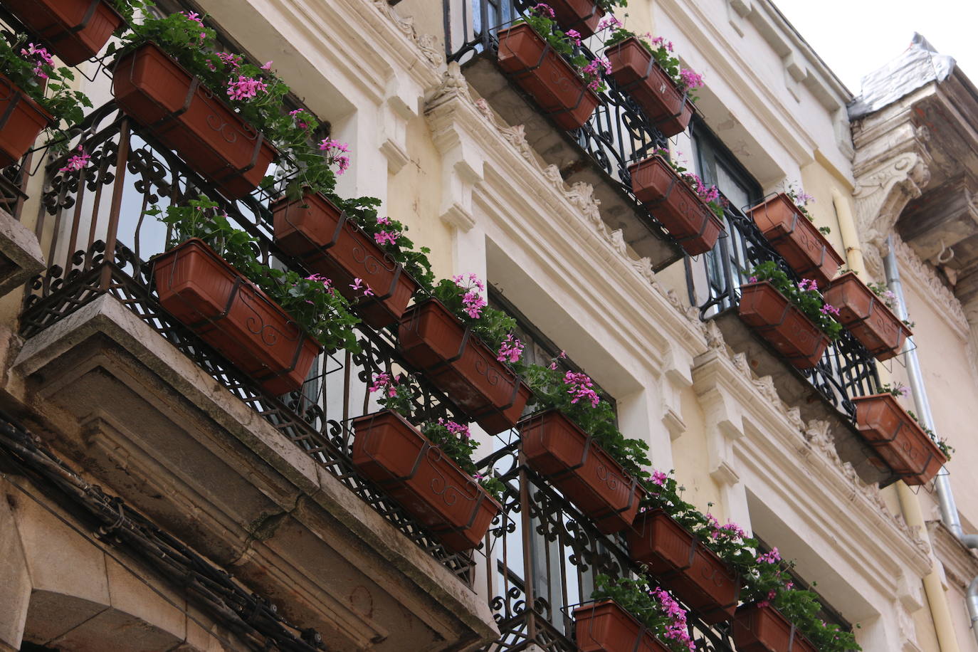 Fotos: De flor en flor en la calle Ancha