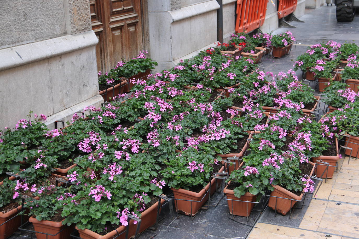 Fotos: De flor en flor en la calle Ancha