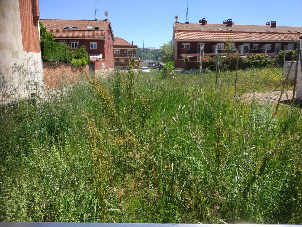 UPL reclama al equipo de gobierno del PSOE más diligencia en el mantenimiento de las zonas verdes de la ciudad. Imágenes facilitadas por la formación leonesista.