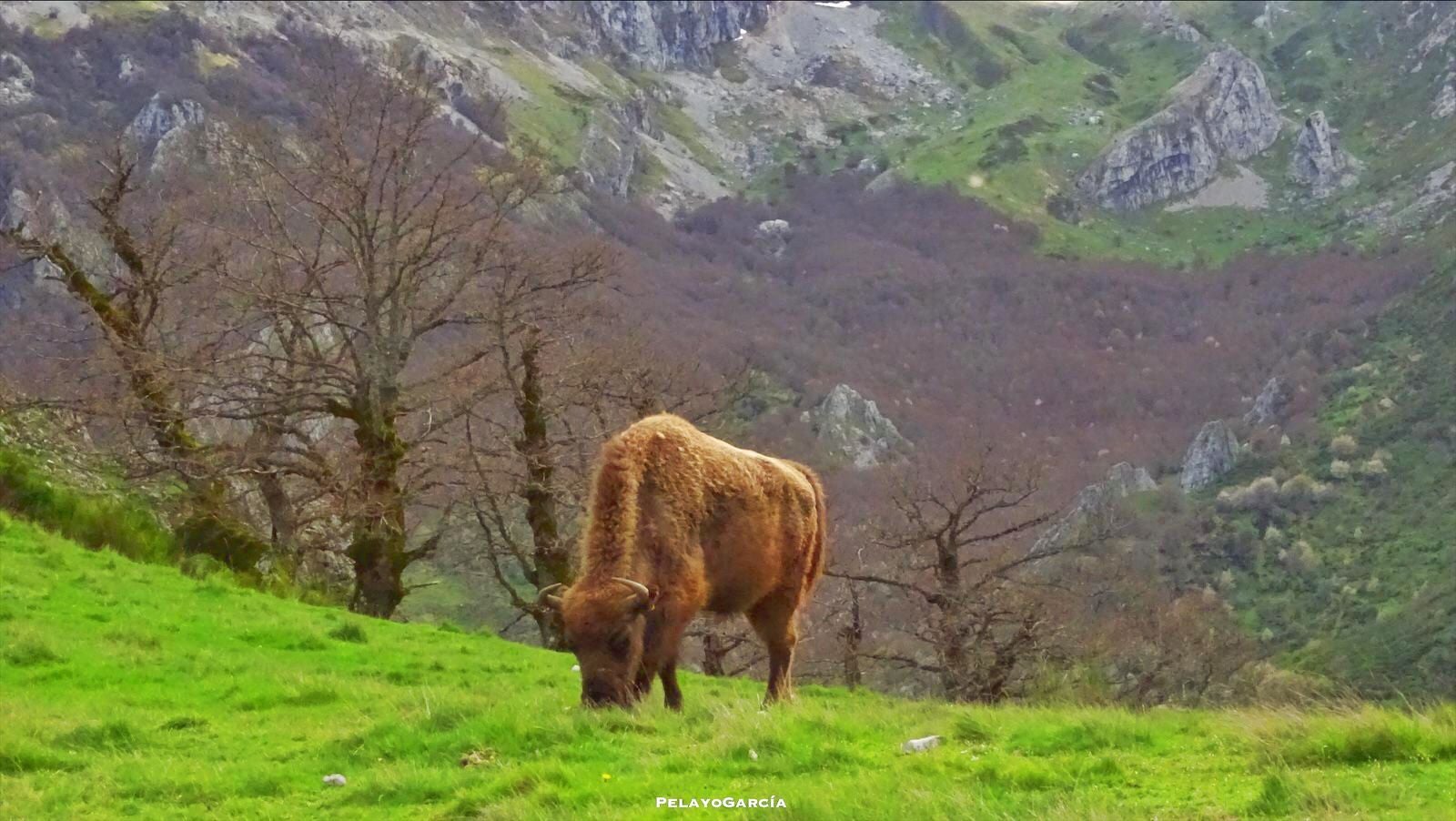 Primer ternero bisonte europeo en el paraje del valle de Anciles 