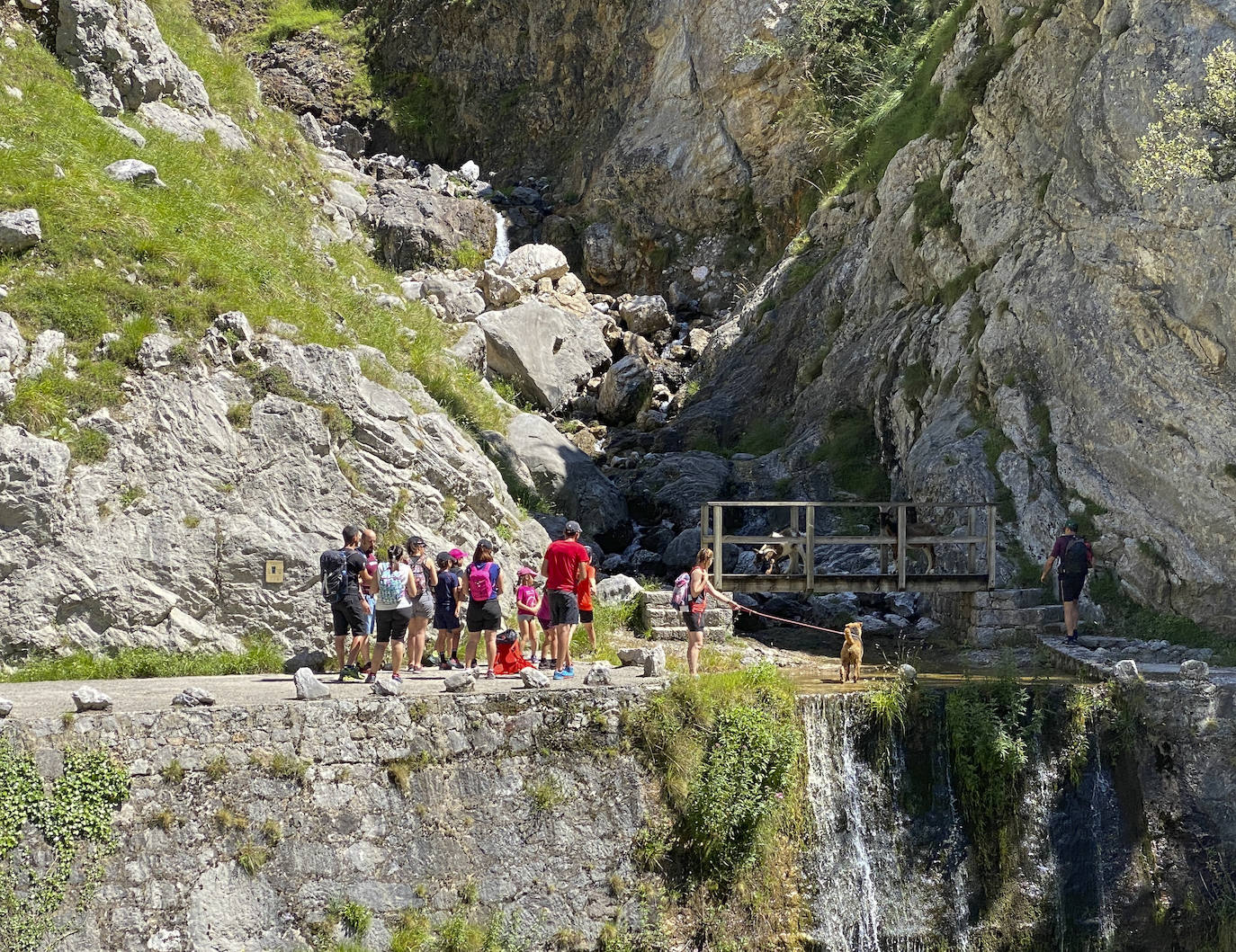 Los aficionados al senderismo han estrenado el verano y la nueva normalidad con un espléndido día para adentrarse en la montaña. El Urriellu, en los Picos de Europa, ha sido el telón de fondo mara muchos de los amantes de este deporte que ha acudido a realizar la popular Ruta del Cares. Poco a poco, el sendero va recuperando su afluencia habitual. 