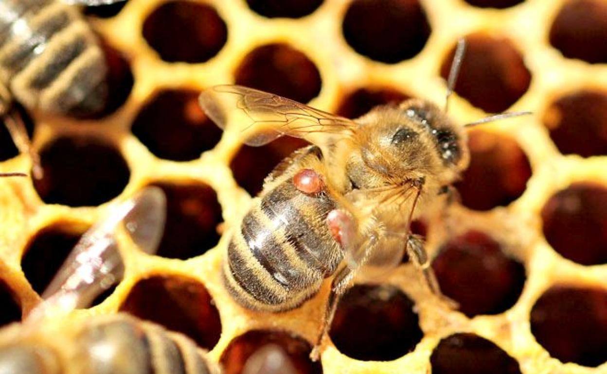 Esta empresa de apicultura leonesa se caracteriza por sus sellos de artesanía y ecología de sus productos. 