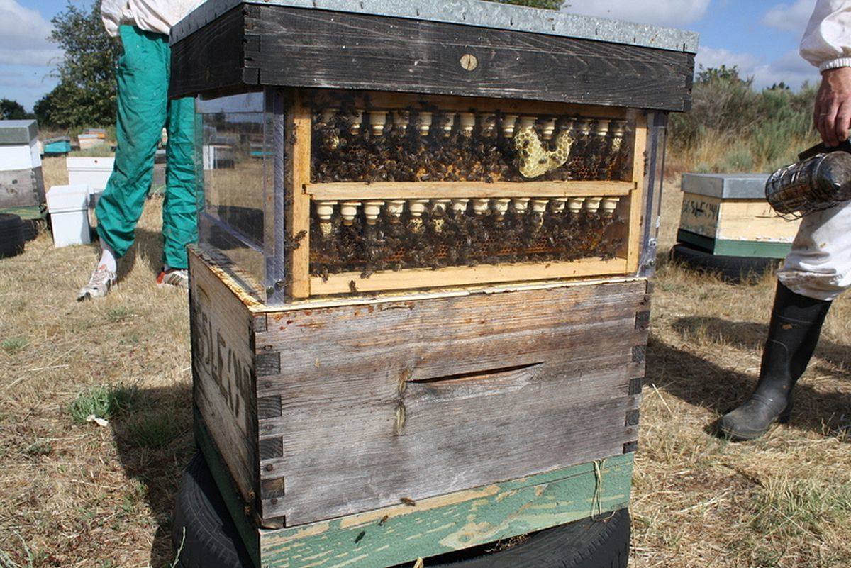 Esta empresa de apicultura leonesa se caracteriza por sus sellos de artesanía y ecología de sus productos. 