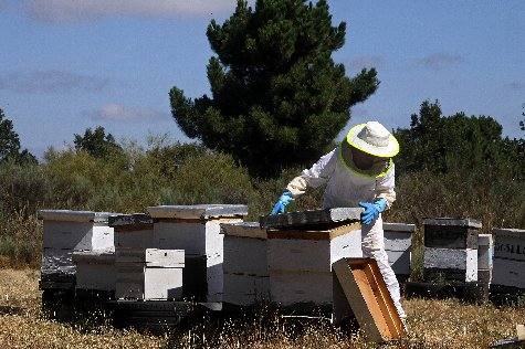 Esta empresa de apicultura leonesa se caracteriza por sus sellos de artesanía y ecología de sus productos. 