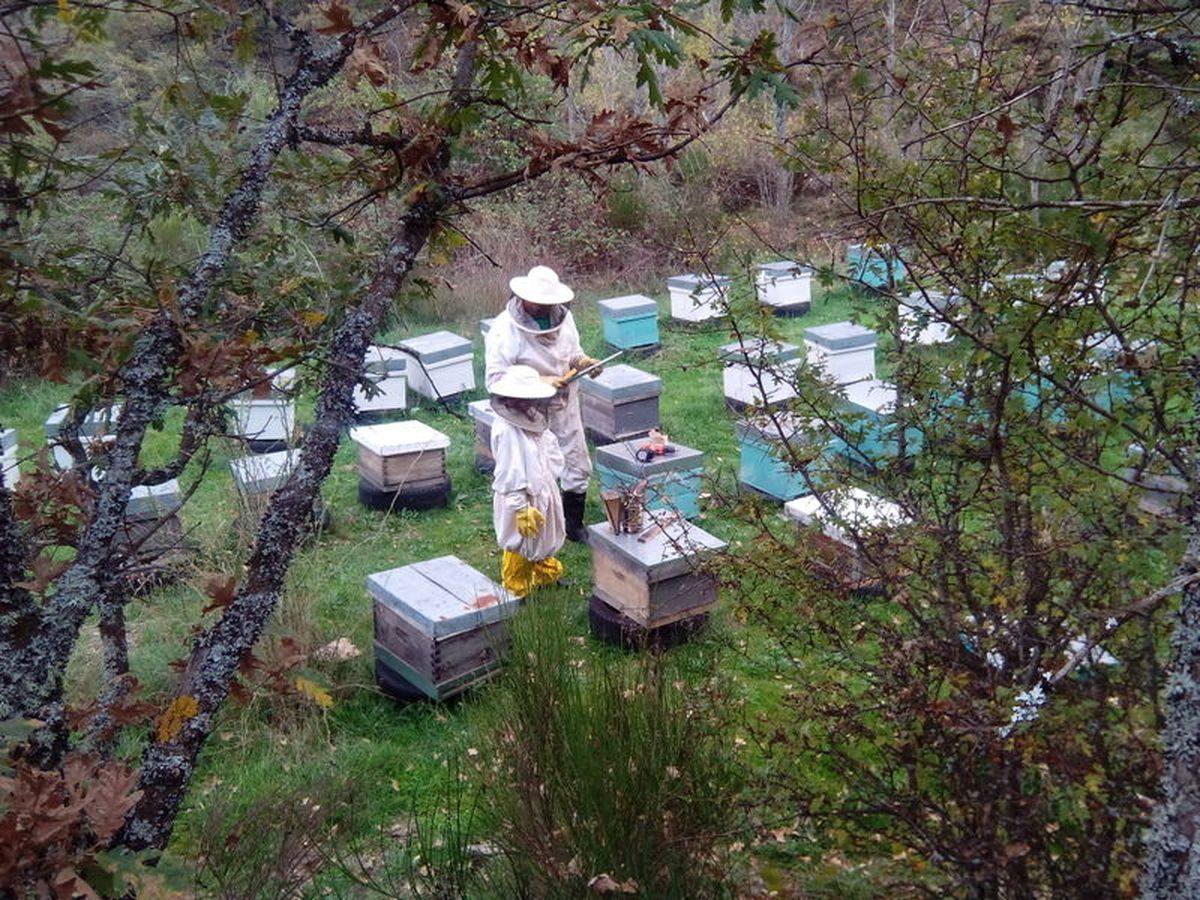 Esta empresa de apicultura leonesa se caracteriza por sus sellos de artesanía y ecología de sus productos. 