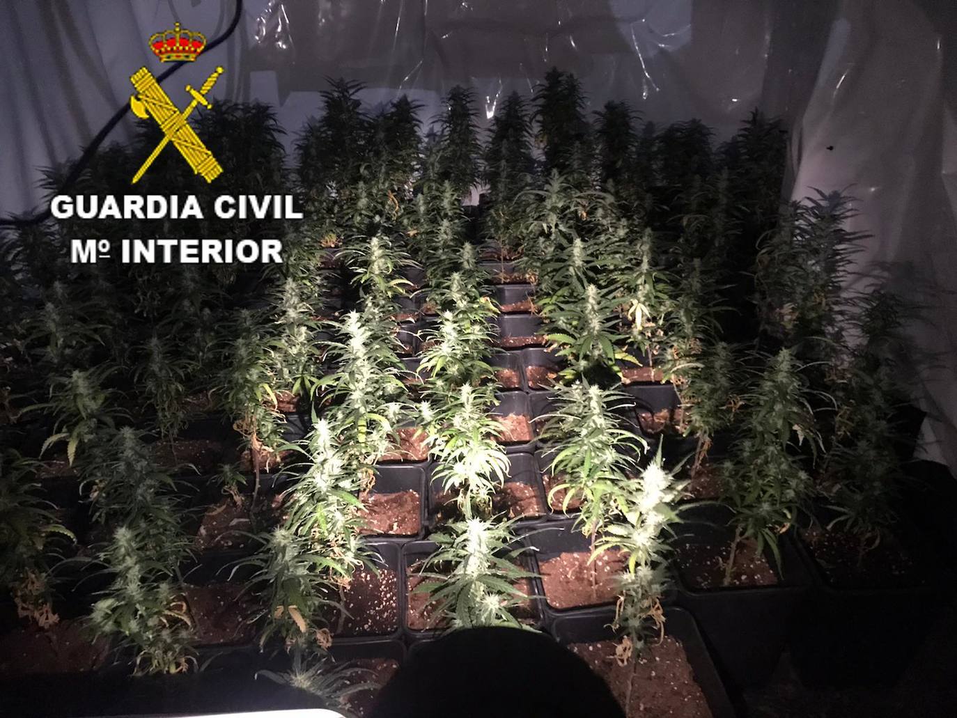 Fotos: La Guardia Civil detiene a tres personas y decomisa 410 plantas de marihuana