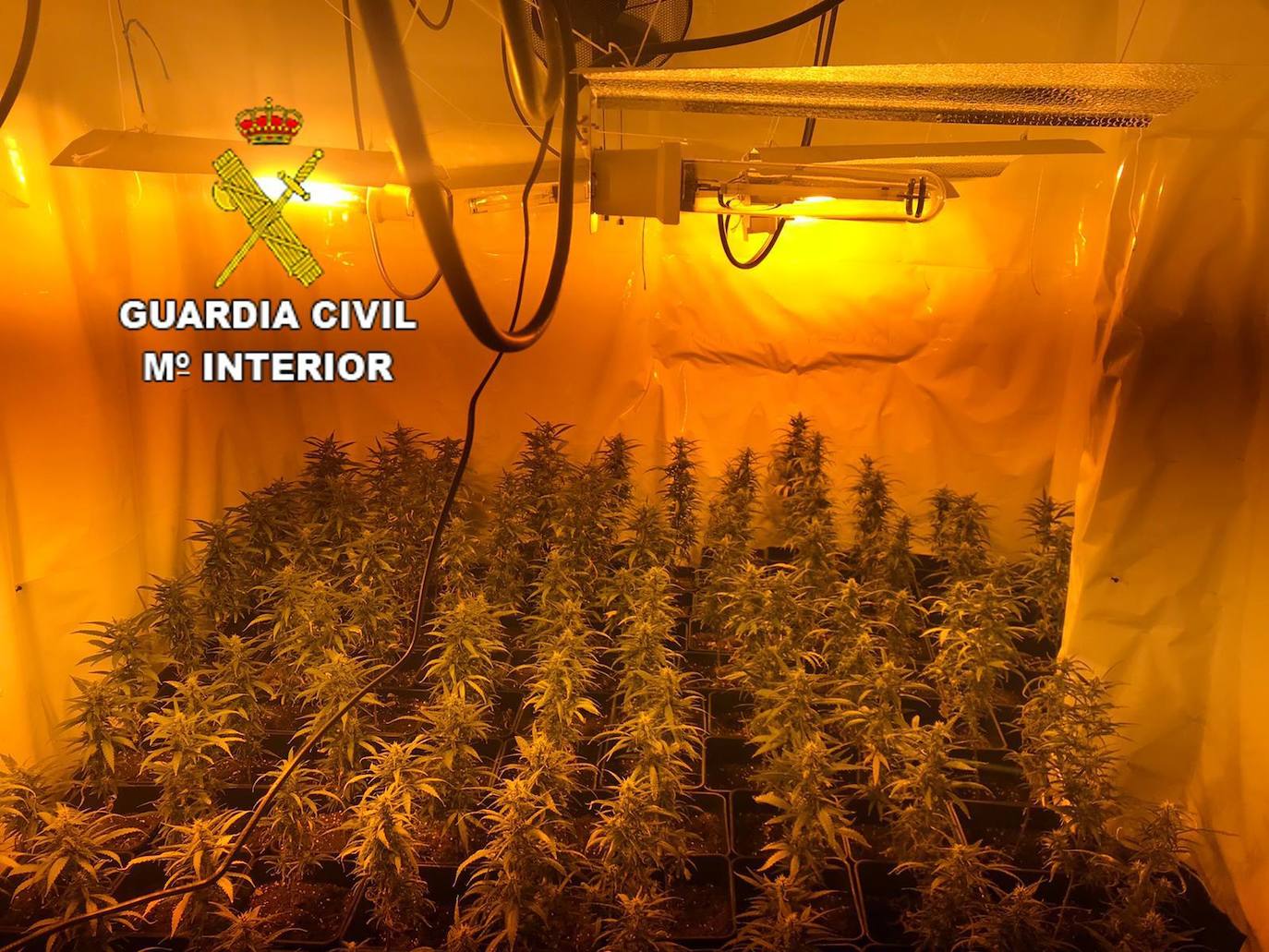 Fotos: La Guardia Civil detiene a tres personas y decomisa 410 plantas de marihuana