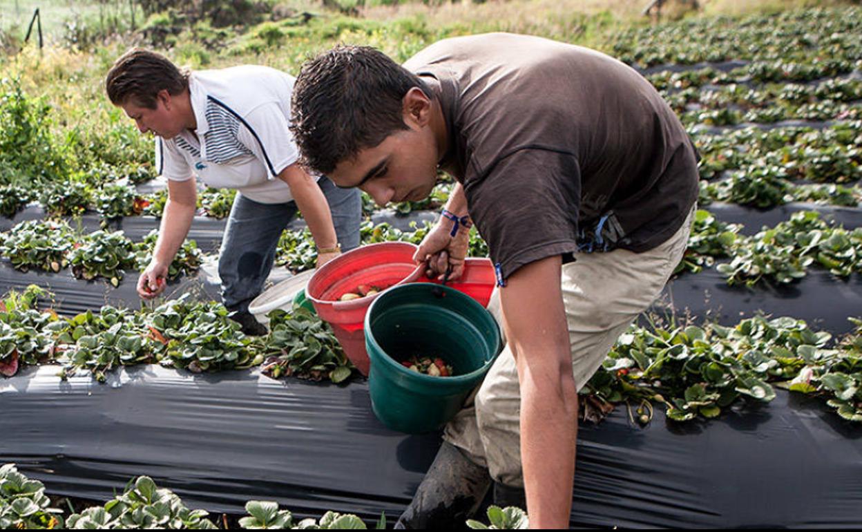 La ULE organiza un curso alrededor de este consumo. 