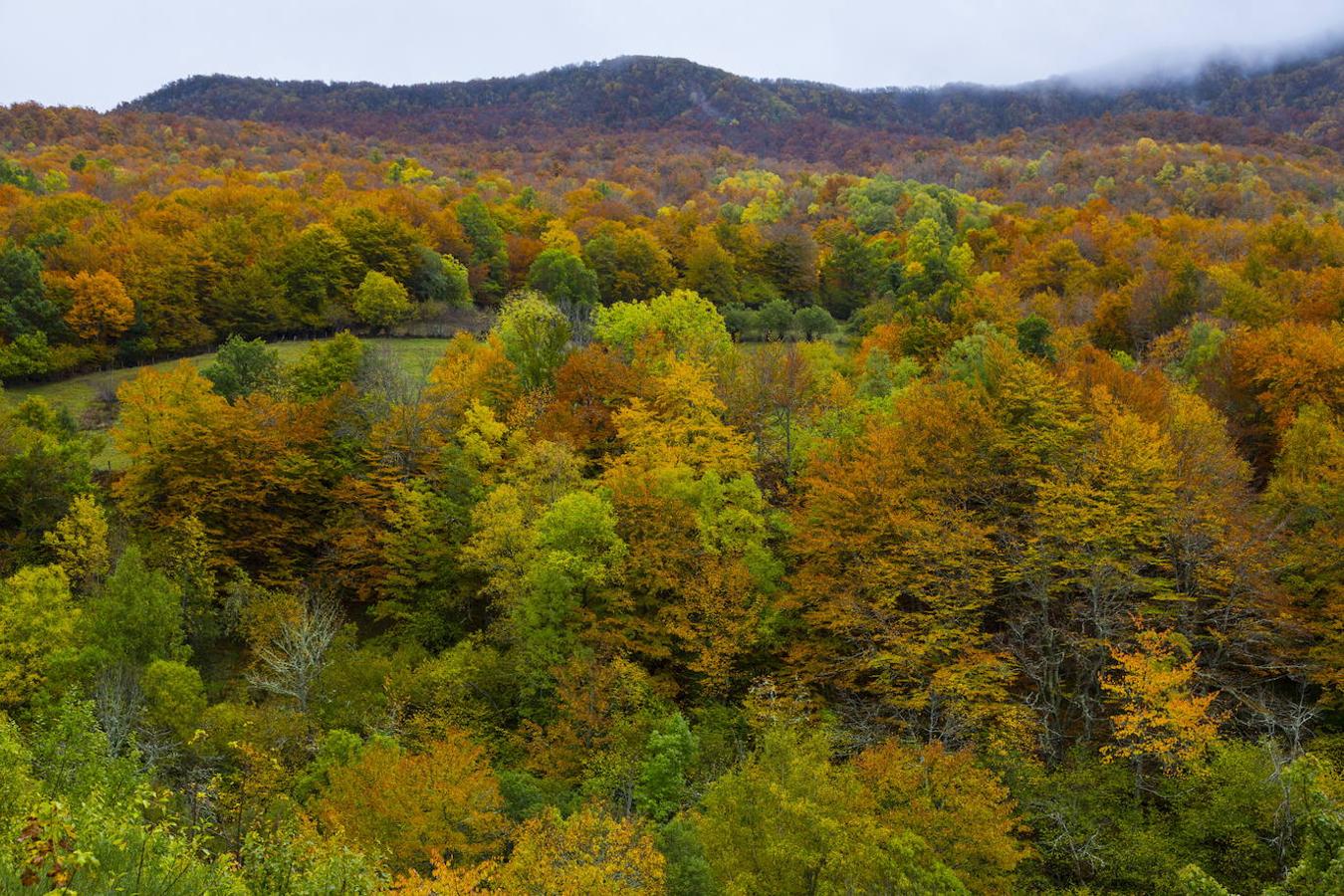 Parque Natural de Fuentes de Narcea, Degaña e Ibias (Asturias) | Este Parque Natural cuenta con una extensión de 555 kilómetros cuadrados y con una de las naturalezas del Cantábrico más ricas. Además dentro de este parque nos encontraremos también con dos espacios naturales de gran interés: la Reserva Natural Integral del Bosque de Muniellos y la Reserva Natural Parcial del Cueto de Arbás. Si hay algo que define su paisaje son los numerosos matices que dan personalidad a cada uno de los concejos que lo conforman.