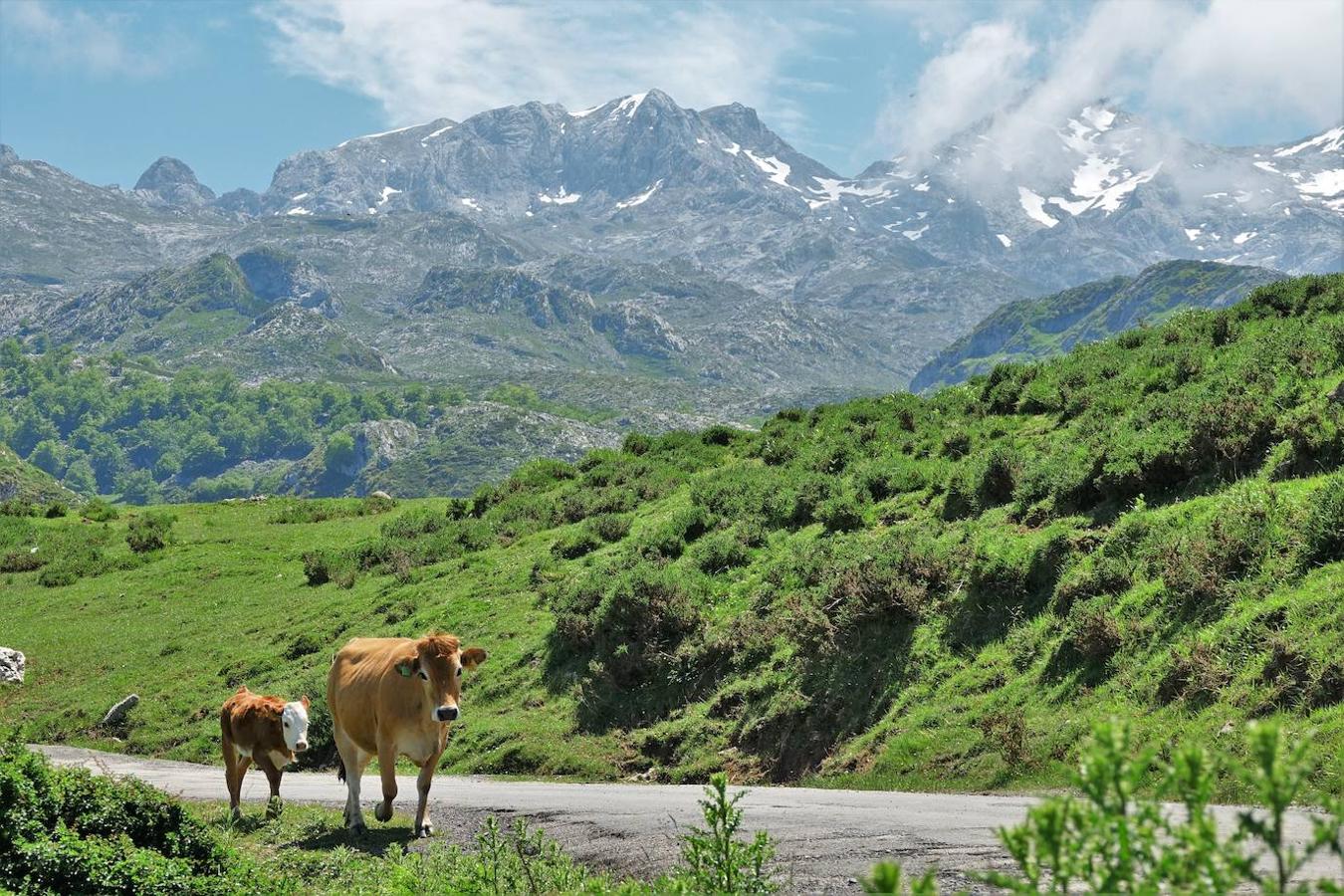 Parque Nacional de Picos de Europa (Asturias, León y Cantabria) | El Parque Nacional de los Picos de Europa lo conforman tres macizos principales: el macizo Central, el Oriental y el más occidental. En este espacio encontraremos las cumbres con más altitud de la Cordillera Cantábrica como la más emblemática: el Picu Urriellu o Naranjo de Bulnes con sus 2.519 metros de altitud. Los ríos Dobra, afluente del Sella, y Deva flanquean los montes al oeste y al este de la cordillera, siendo el Cares y su afluente el Duje los encargados de distribuir el parque en sus tres macizos. Un total de 67.127 hectáreas que conforman una de las mejores reservas mundiales de los ecosistemas ligados al bosque atlántico.