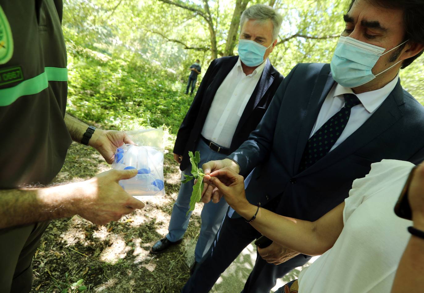 Suárez-Quiñones se muestra optimista sobre los resultados de los trabajos para atajar la avispilla del castaño. 