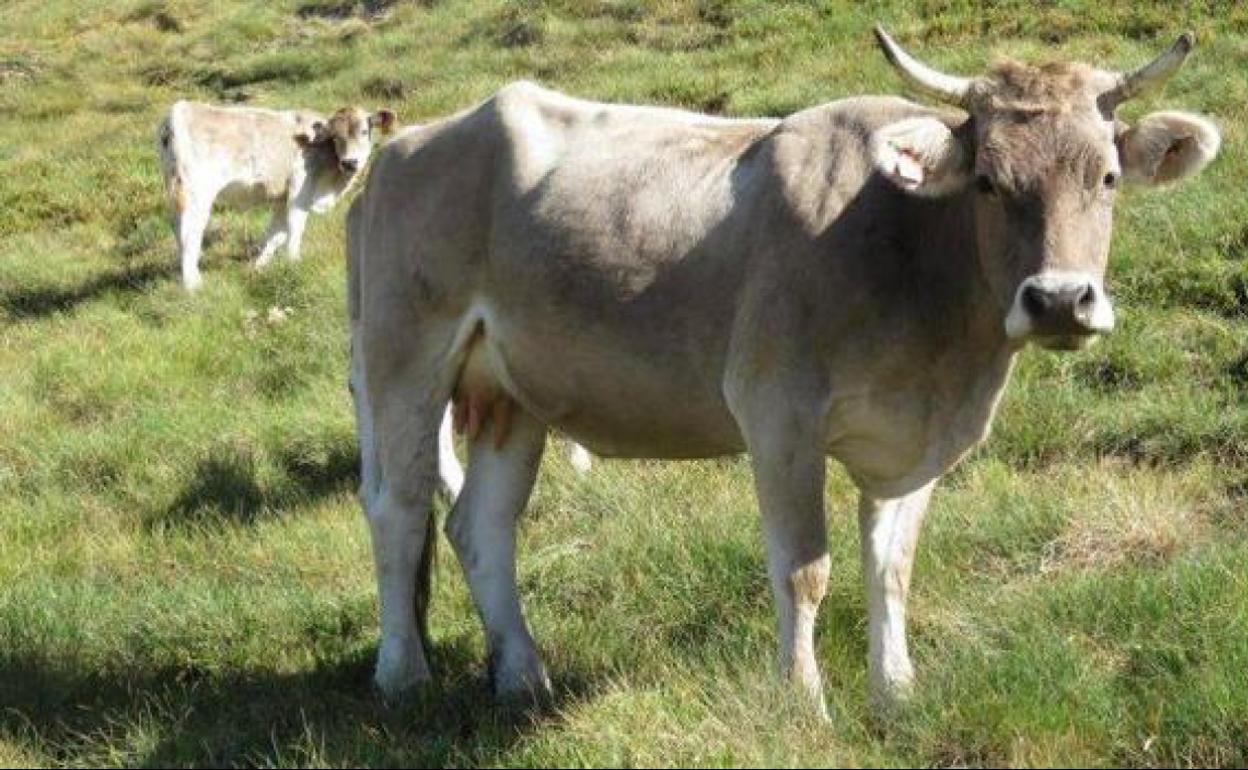 Una vaca en mitad de un monte.