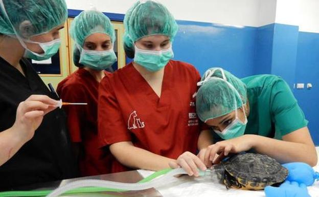 Veterinarias en pleno trabajo. 