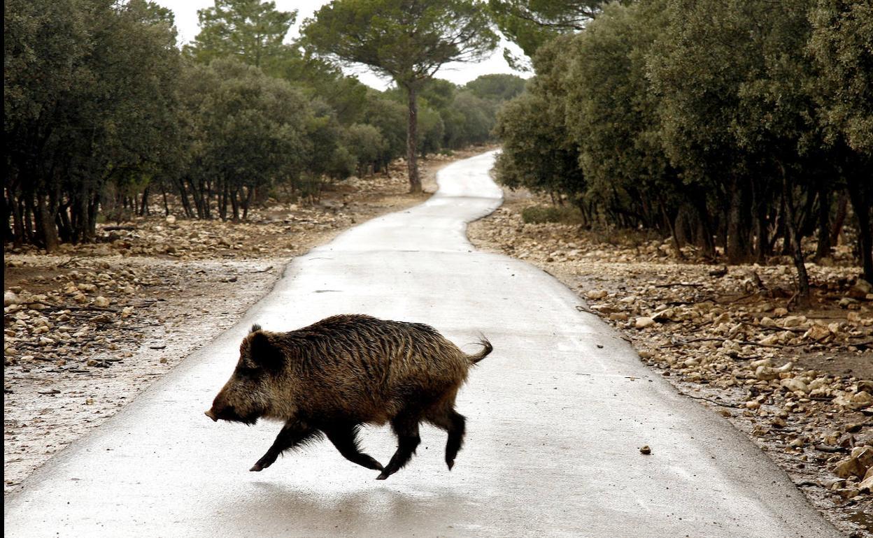 Un jabalí cruza una carretera. 