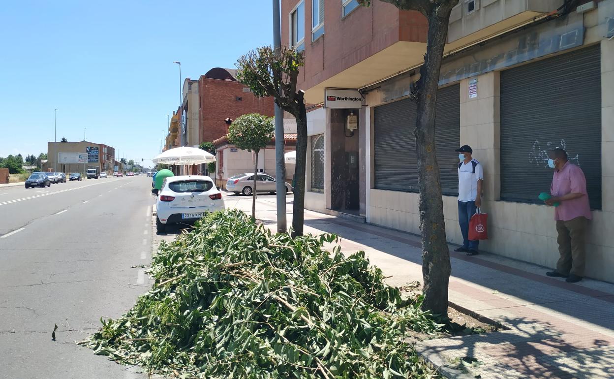 Poda que se estaba realizando en época estival en la avenida Doctor Fleming de la capital leonesa.