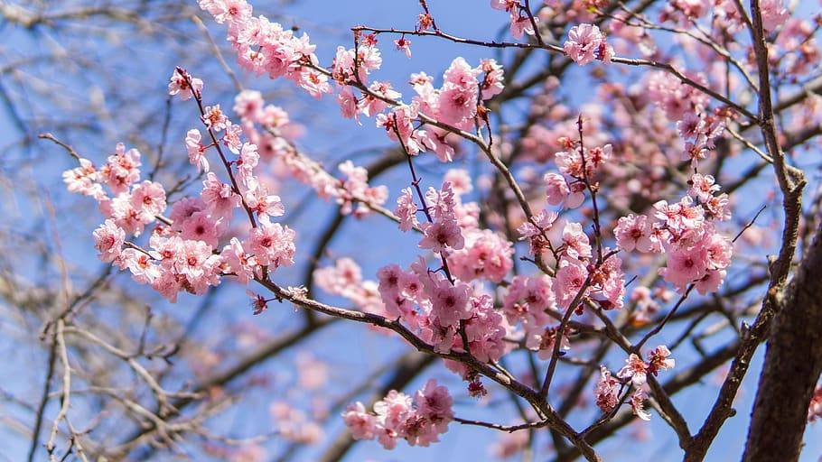 5.- Hanami o floración de los cerezos (Japón) | Este árbol es absolutamente sagrado en la cultura nipona y está presente en todo jardín que se precie. Durante su floración, los japoneses celebran el hanami, un ritual pagano consistente en organizar picnics bajo su sombra. 