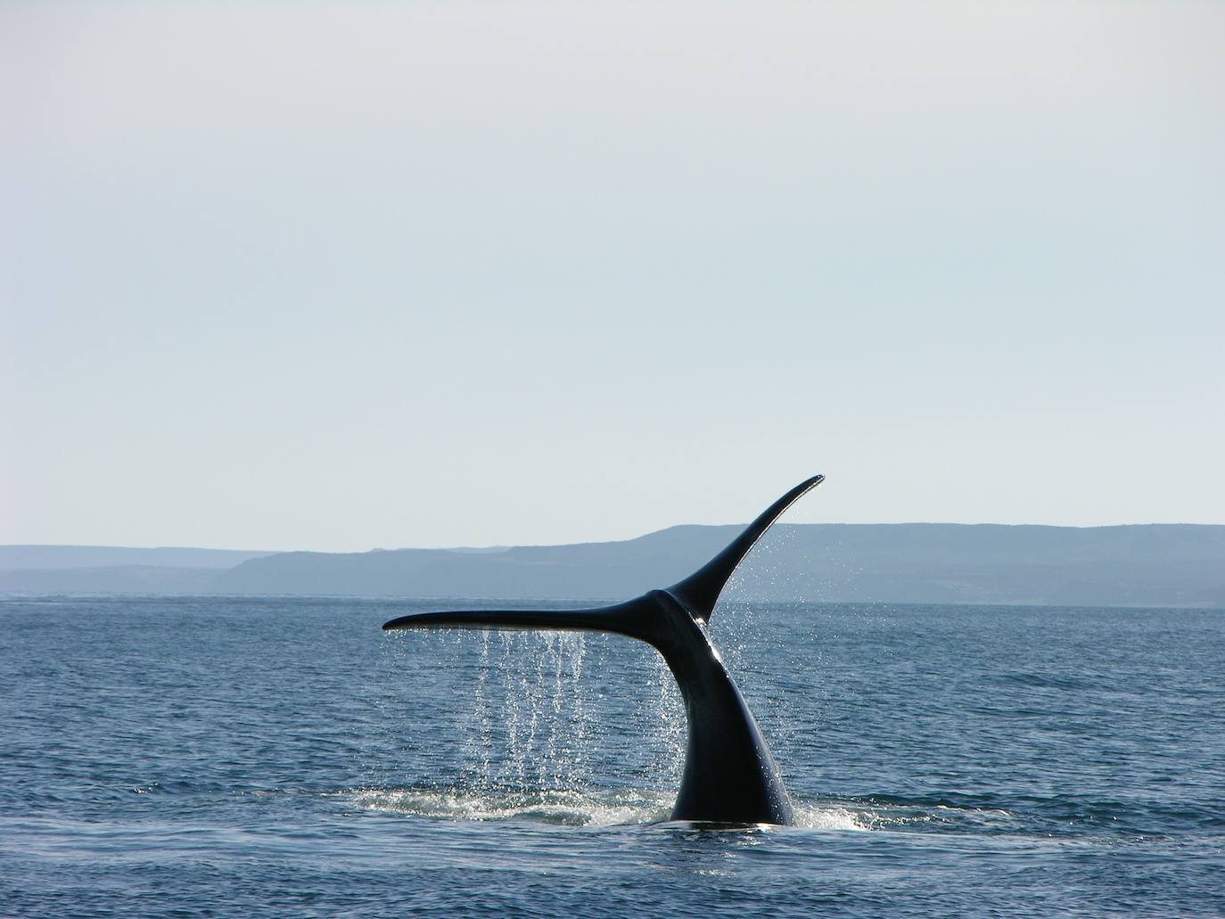 6.- Avistamiento de ballenas en Península Valdés (Argentina) | Cientos de ballenas francas australes llegan cada año, entre junio y diciembre, a este recóndito lugar del litoral de Argentina, en Patagonia, para cumplir con su ciclo reproductivo. Este territorio está declarado Patrimonio de la Humanidad. 
