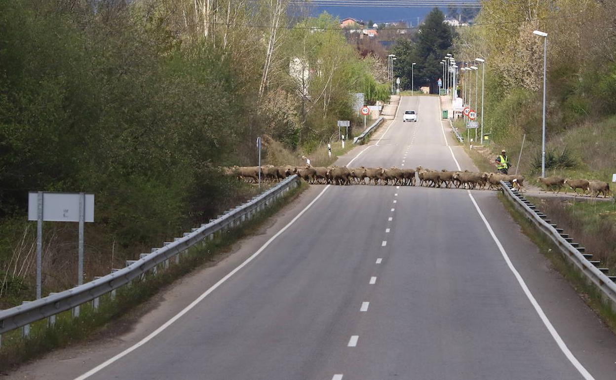 Un rebaño cruza una carretera en una población del Bierzo