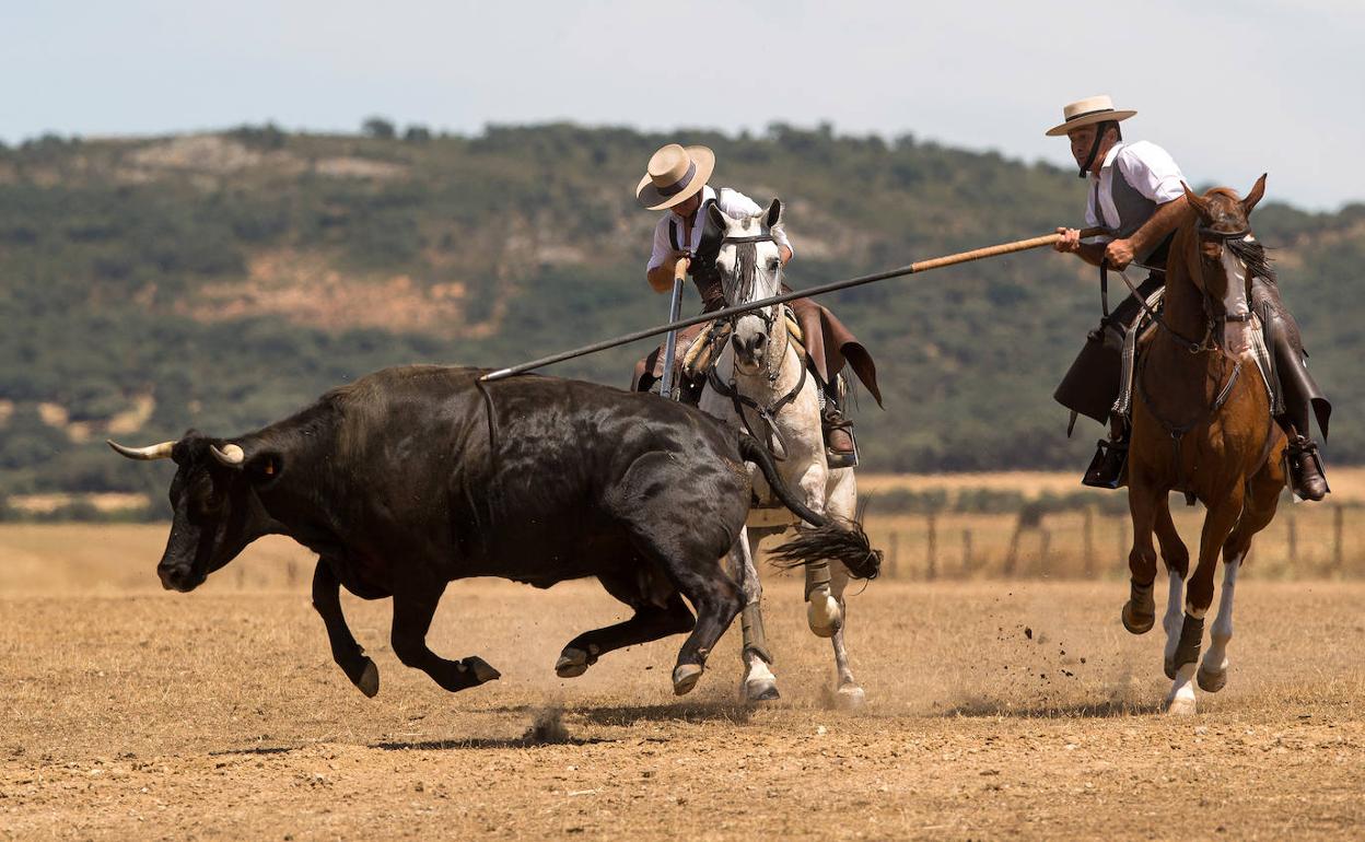 Ciudad Rodrigo acoge la XXXVII edición del Concurso Intercomunitario de Acoso y Derribo