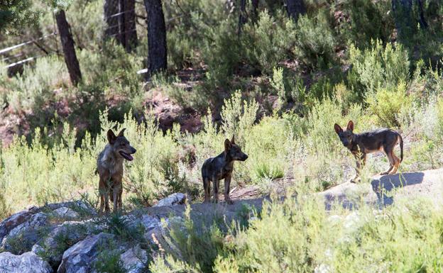 Imagen principal - La Junta apuesta por el «equilibrio poblacional del lobo» para que su coexistencia con la ganadería sea «lo más pacífica posible»