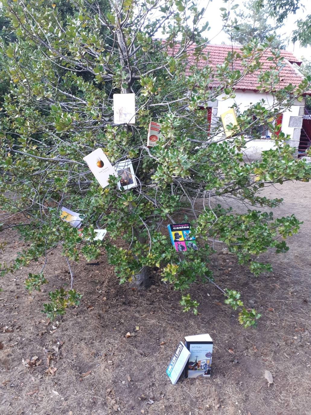 Los libros cuelgan de los árboles. 