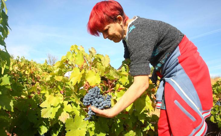 Galería. El vino de León es un producto cada vez más valorado por los consumidores y expertos