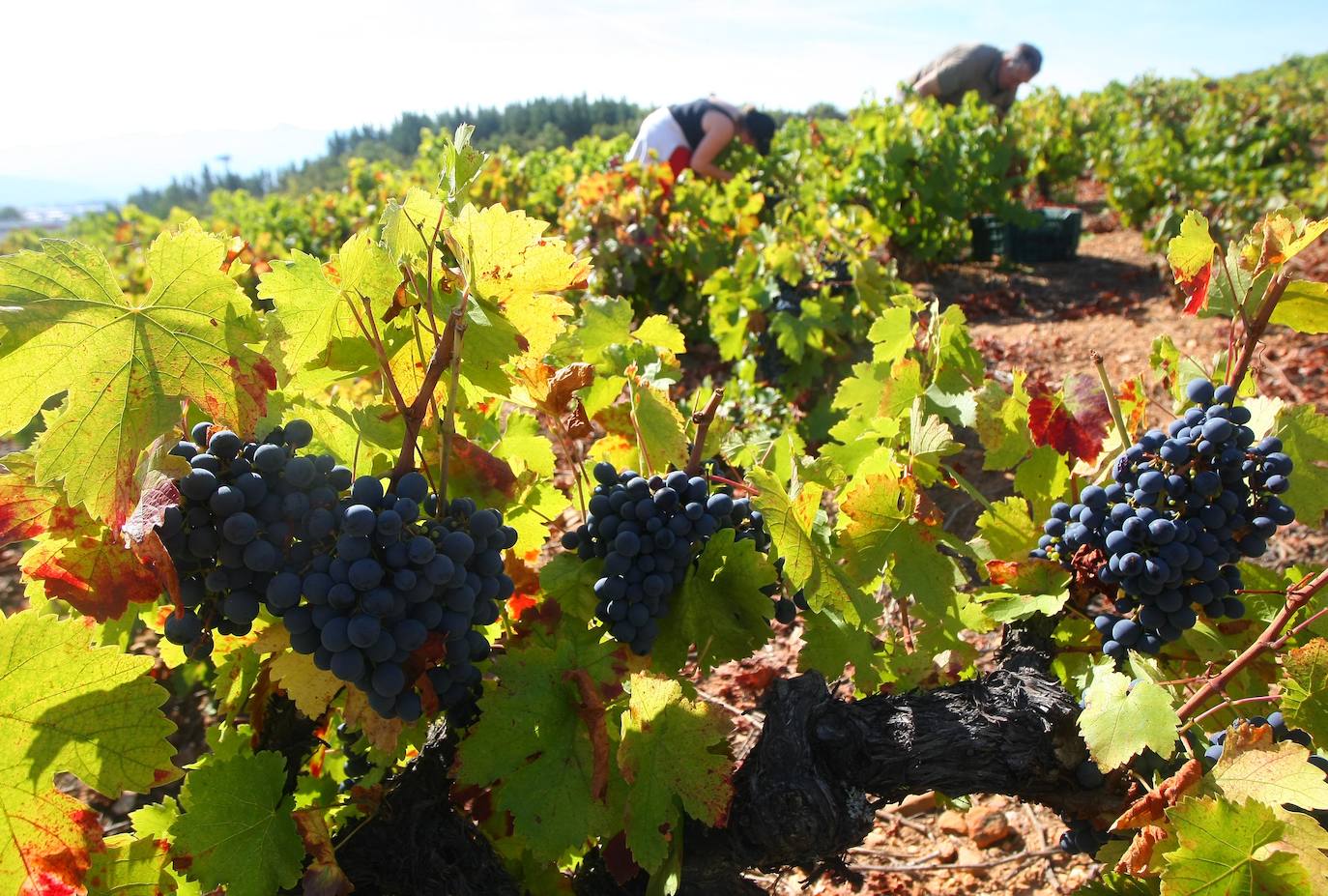 El Consorcio Provincial de Turismo y Leonoticias realizan un recorrido por las tierras vitivinícolas de la provincia para conocer de cerca la DO Bierzo y la Do León dos zonas con denominación de origen 